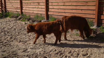 Парк альпак «Симба»