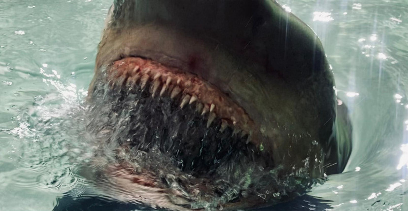 Фотография  для Багровая отмель