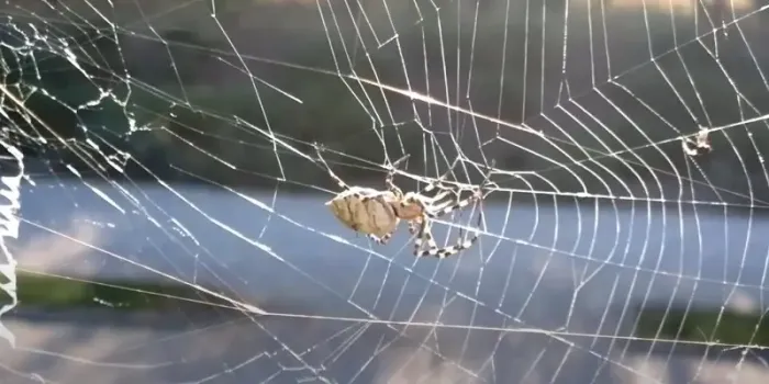 В Татарстане не зафиксировано случаев укусов ядовитых пауков-ос