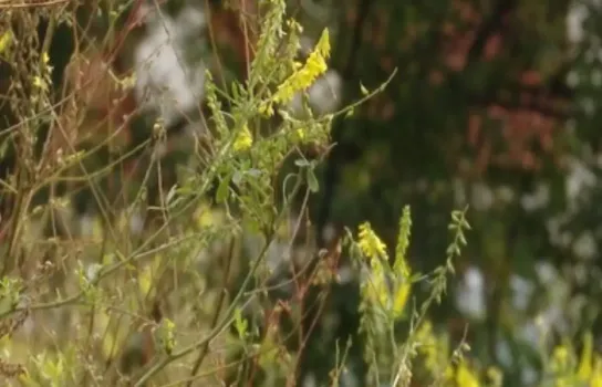 В Альметьевске трава не косилась весь сезон