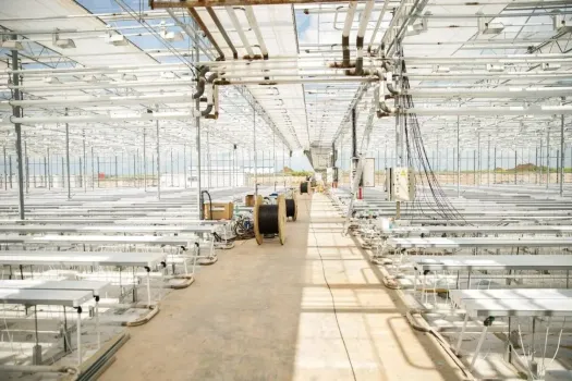 В Мамадышском районе откроют первый промышленный розарий Татарстана