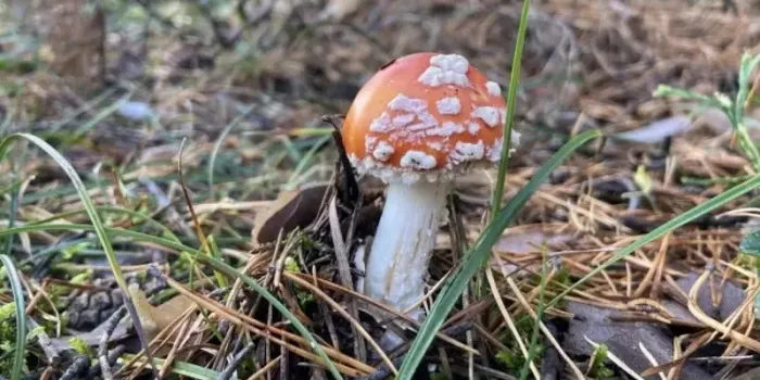 В Татарстане растет спрос на мухоморы