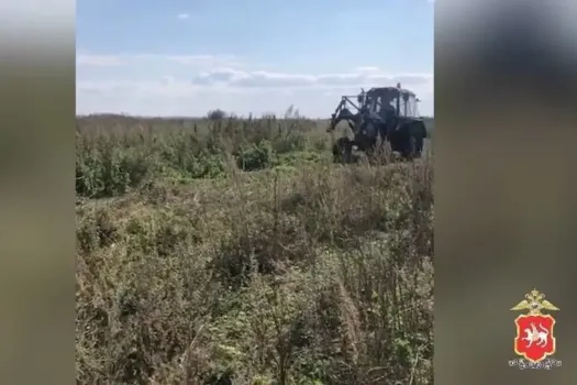 В Татарстане уничтожили крупный очаг дикорастущей конопли