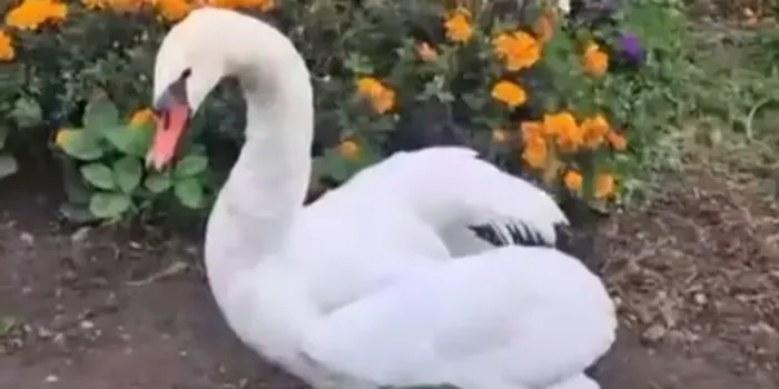 В Набережных Челнах дачник обнаружил редкого лебедя-шипуна