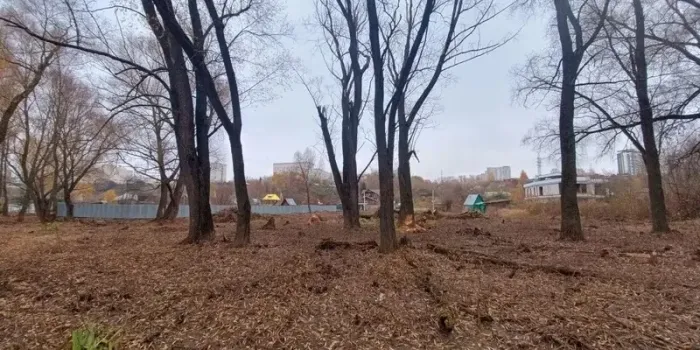 Экологи бьют тревогу: под Казанью вырубили часть деревьев в «Русско-Немецкой Швейцарии»