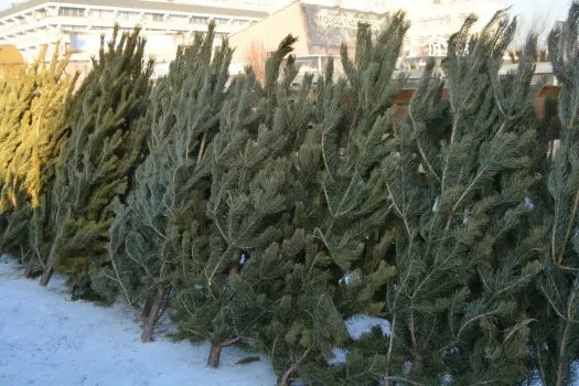 Новый год- 2026 в Челнах: где можно купить новогоднюю елку