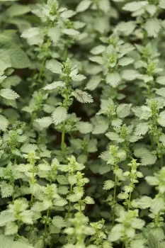 Анализы почвы больше не нужны: сорняки расскажут, где земля рыхлая и живая — а где глинистая и тяжелая