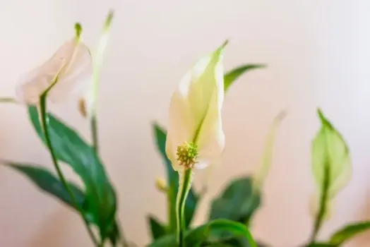 Удалите у спатифиллума эти листья: белые «паруса» начнут появляться уже на следующий день — мгновенная бутонизация