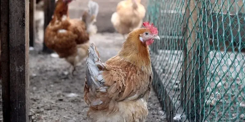 Вспышка птичьего гриппа в Татарстане: чего ждать и кто в группе риска