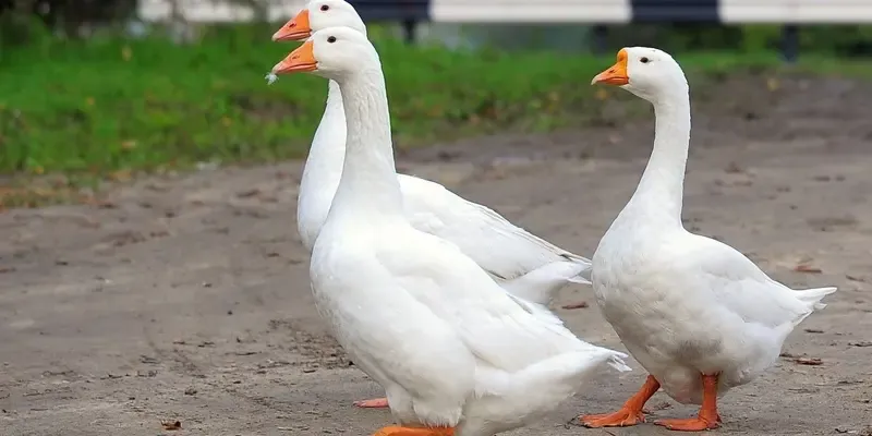 Будут есть чак-чак и подпевать Салавату? В Татарстане планируют вывести нову