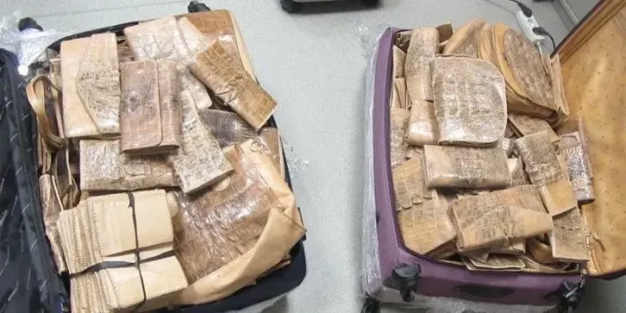 Редкая контрабанда в Казани: пассажир пытался ввезти сотни изделий из кожи рептилий