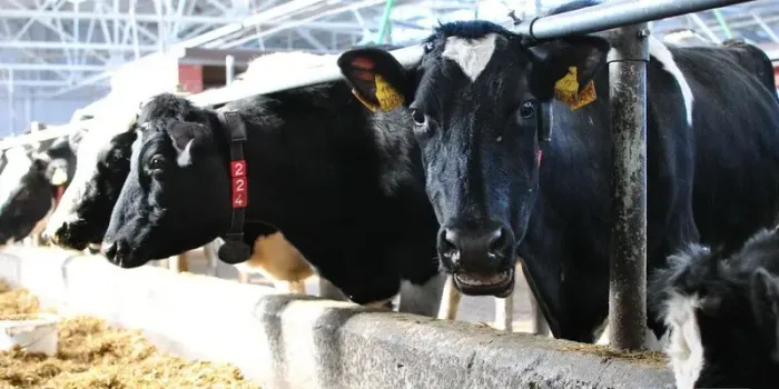 В Татарстане должник погасил долг, когда приставы арестовали его телят