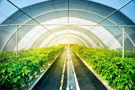 Предзимний посев в теплицу: агроном дал совет — весной обалдеете от урожая