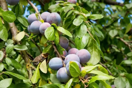 Что делать, если вишни и сливы «шпарят» корневую поросль: нужно ли спасать фруктовое дерево — лайфхак