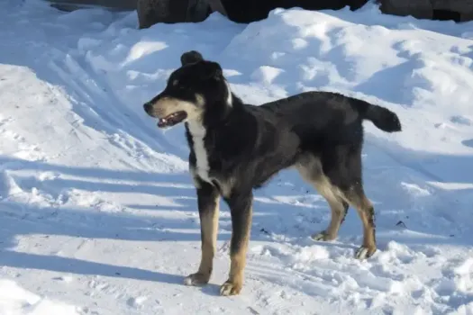 Нападение стаи собак на девочку под Казанью: что известно о состоянии пострадавшей