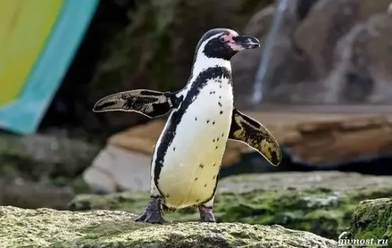 В Казань привезли краснокнижных пингвинов Гумбольдта: где и когда их можно увидеть