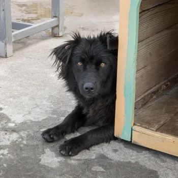 Муниципалитеты Татарстана требуют усилить законы о бездомных животных