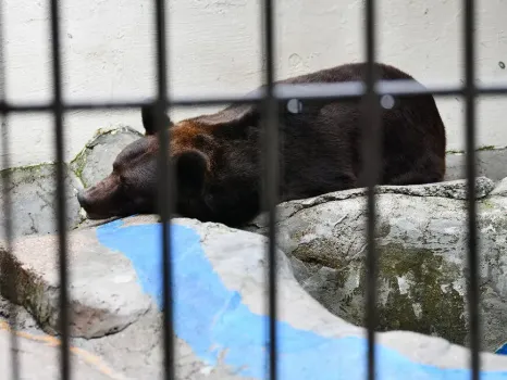 Не дождался Нового года: в Казани медведь Фома ушёл в спячку