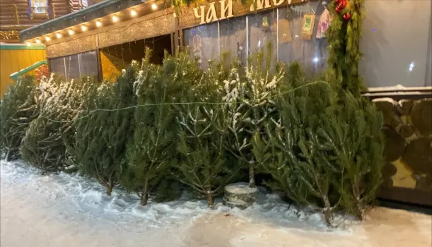 В Казани стартует сбор новогодних елей для переработки