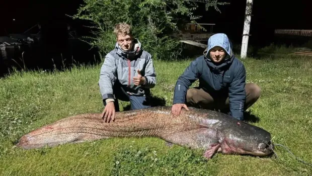 Рыбак из Казани выловил гигантского сома длиной 2,25 метра и весом 79 килограммов