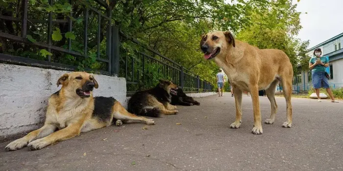 В Татарстане с начала года собаки покусали более 2000 человек