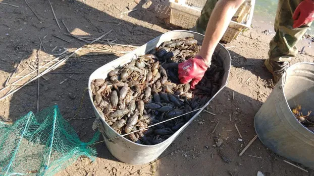 В Татарстане мужчина поймал почти тысячу раков, теперь ему грозит уголовка