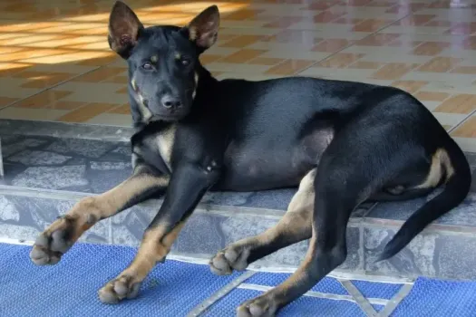 В Набережных Челнах откроется дог-площадка для собак &laquo;Сад собак&raquo;