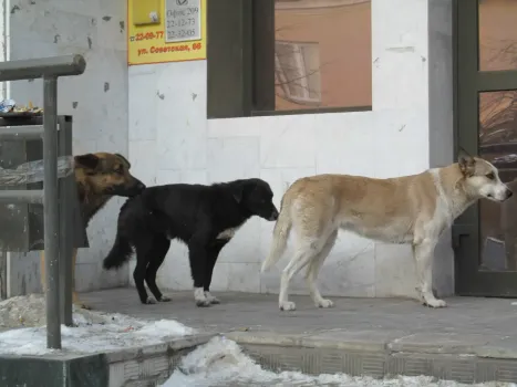 Собаки бегают по улице Островского в Казани и угрожают автомобилям