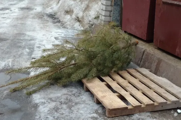 Как утилизировать новогодние елки в Набережных Челнах: советы эксперта