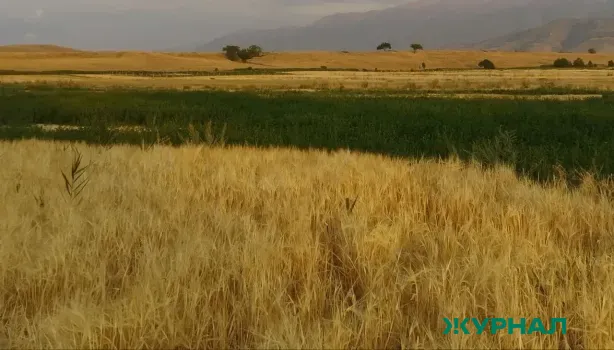 Агропром Татарстана ожидает рост и изменения в структуре посевов