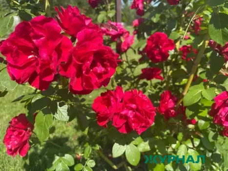 Как вырастить бесплатные саженцы роз из обрезанных побегов