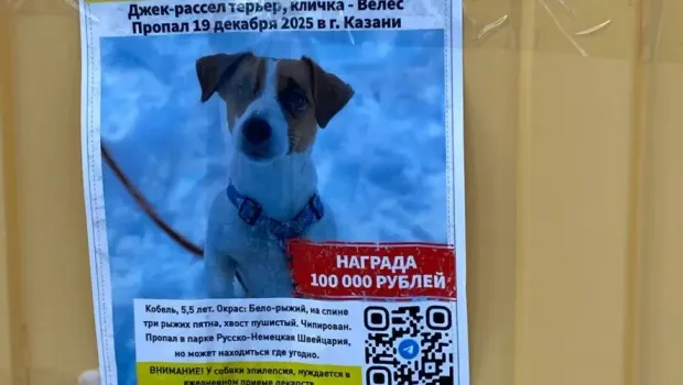 В Казани ищут пропавшего щенка по кличке Велес с эпилепсией