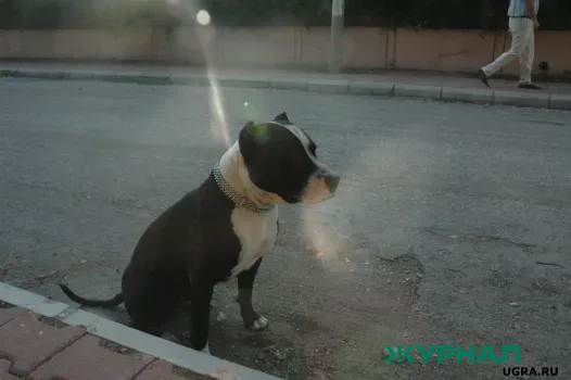 Стая собак обнаружена в Зеленодольском районе после нападения на женщину с ребенком