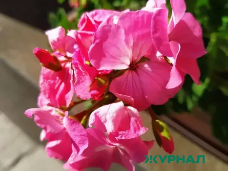 Уход за геранью осенью: 5 простых шагов для здоровья растения зимой