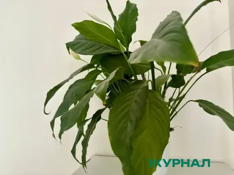 Как вернуть спатифиллуму здоровье: подкормки и уход для пышного цветения