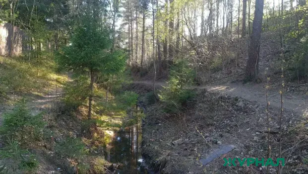 В Татарстане восстановили 5,33 тысячи гектаров леса в 2025 году