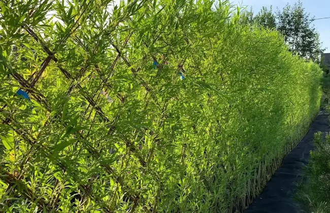 Живая изгородь из ивы: как создать красивый забор из 3000 прутиков за 2 дня