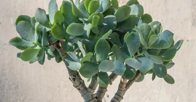 Как правильно ухаживать за толстянкой: секреты подкормки и грунта для здоровья растения