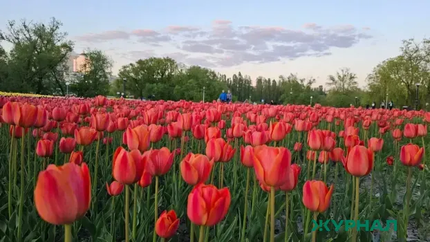 В Набережных Челнах высадили 25 тысяч тюльпанов к 8 марта