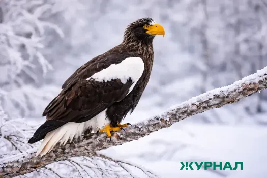 Снегопад и мороз ожидаются 30 января в Набережных Челнах