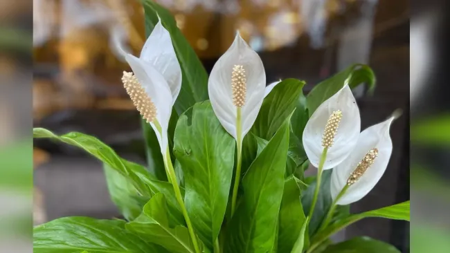 Подкормка спатифиллума: 2 ингредиента для ярких листьев и цветения круглый год