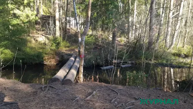 Зимняя обрезка деревьев проходит в Набережных Челнах
