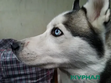 Бродячий пес укусил четверых людей в Салмачах, в том числе детей