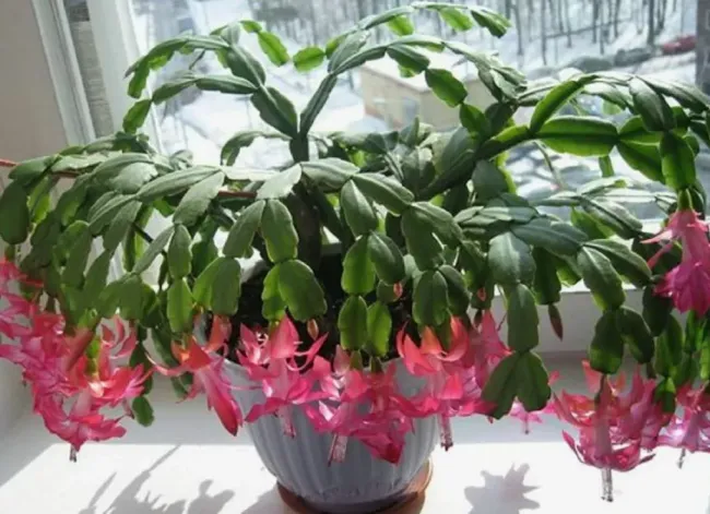 Как заставить декабрист цвести: три простых совета для ярких цветов