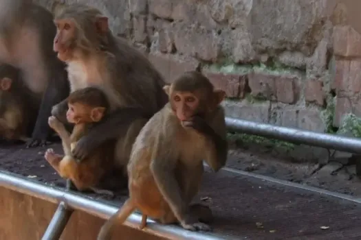 Зоопарк в Казани оштрафован за использование животных без лицензии