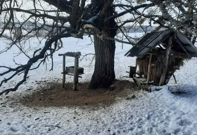 Госкомитет РТ организует подкормку диких животных в зимний период