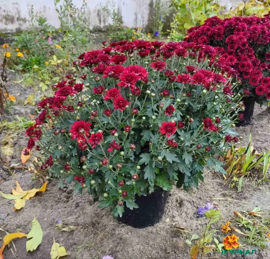 Минниханов проверил готовность цветочных запасов к 14 февраля в Татарстане