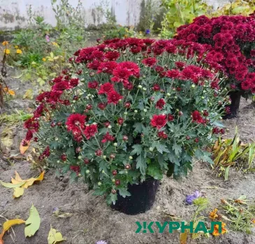 Минниханов проверил готовность цветочных запасов к 14 февраля в Татарстане