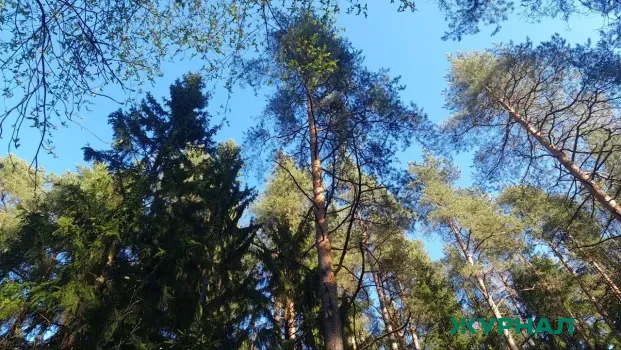 В Татарстане запланировано лесовосстановление на 2,55 тыс. га в 2026 году