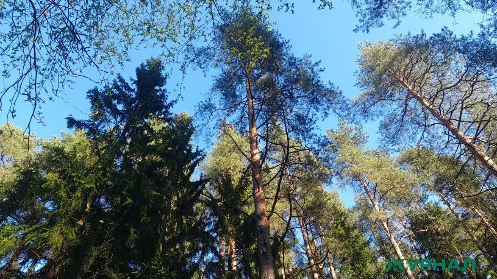 В Татарстане запланировано лесовосстановление на 2,55 тыс. га в 2026 году